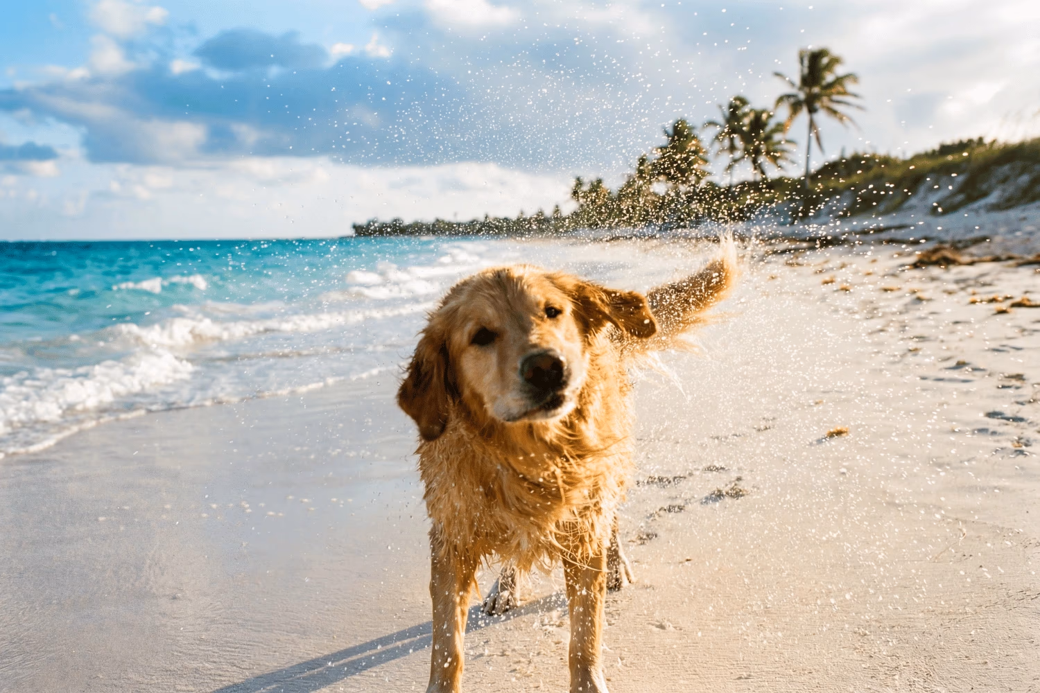 Dog-friendly beaches across the USA