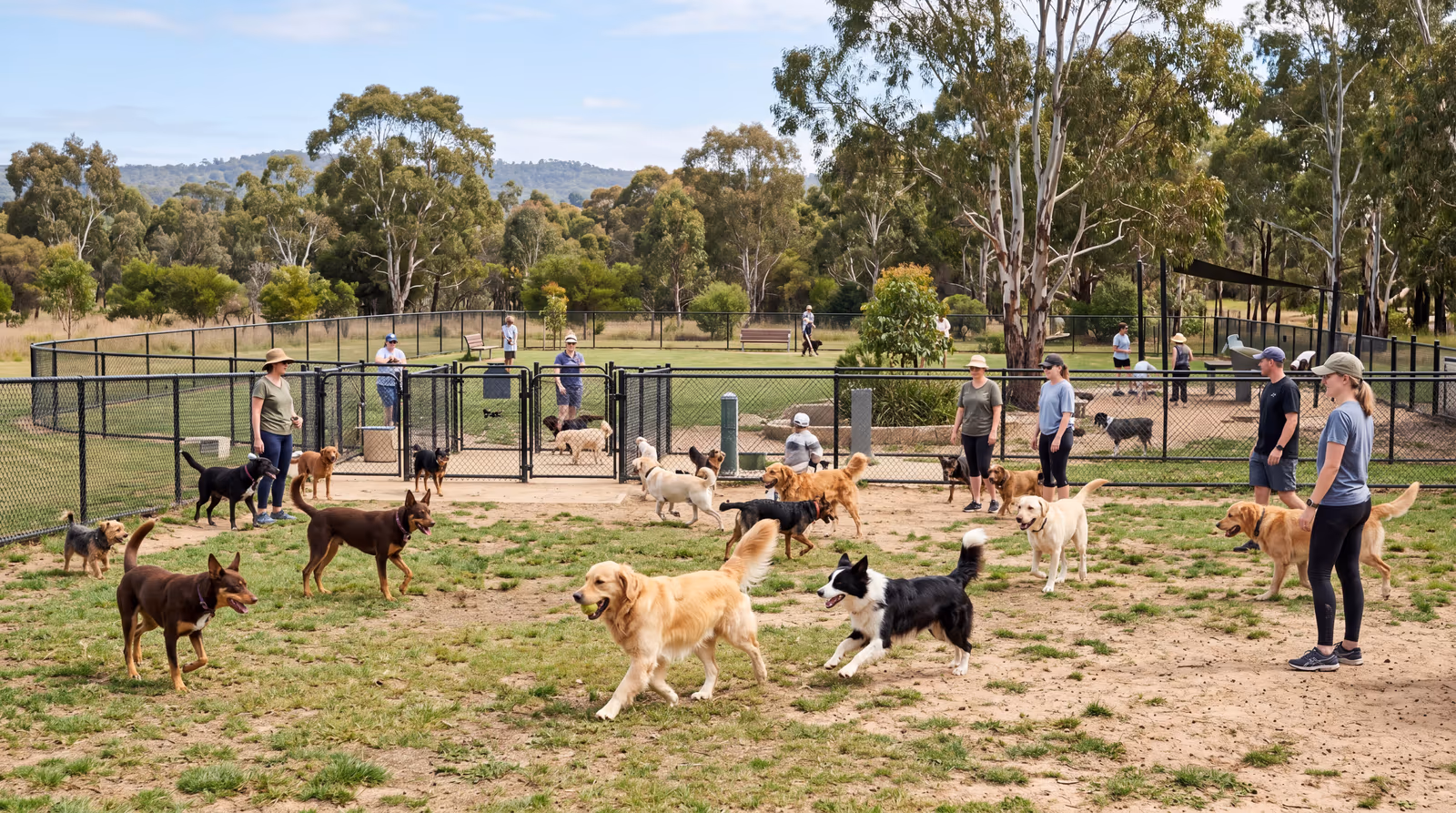 Dogs playing inside a large fully fenced off-leash dog park